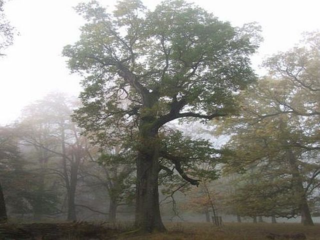 Alte Eiche im Morgennebel im Favoritepark